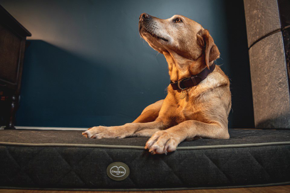 Le Chameau Cushion Dog Bed