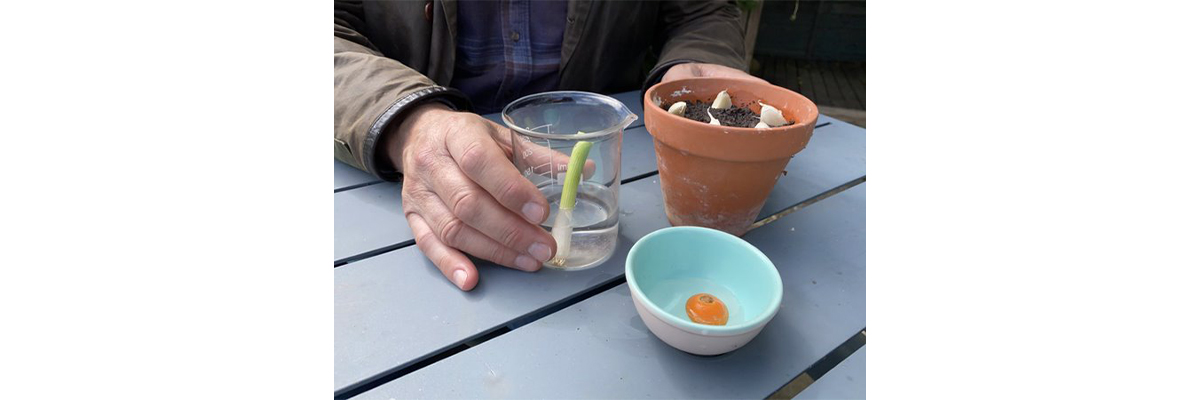 You can re-grow veg.