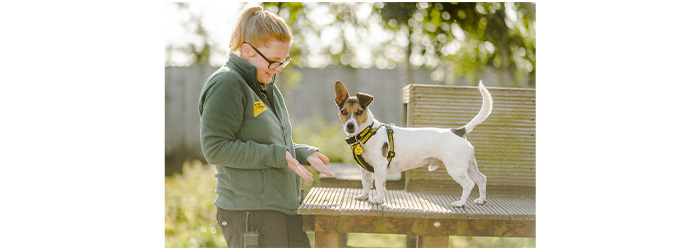 Today Dogs Trust (formerly the NCDL) is the UK’s largest dog welfare charity