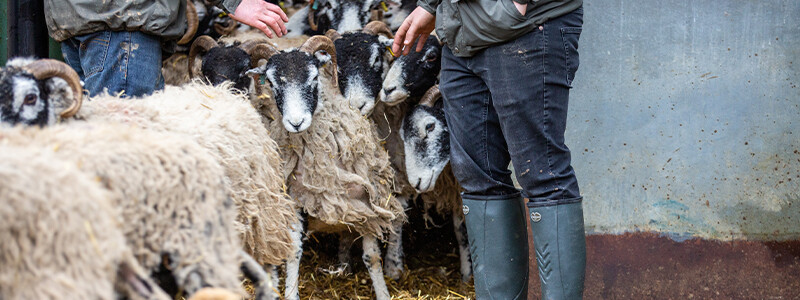 An den Füßen von Landwirten
