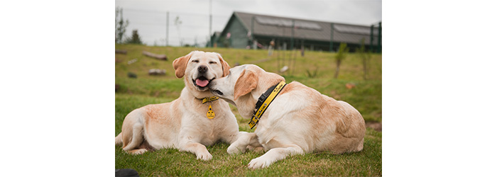 Dogs Trust cares for over 15,000 dogs each year