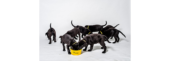 Dogs Trust has been involved in every piece of legislation affecting dogs over the past 126 years.