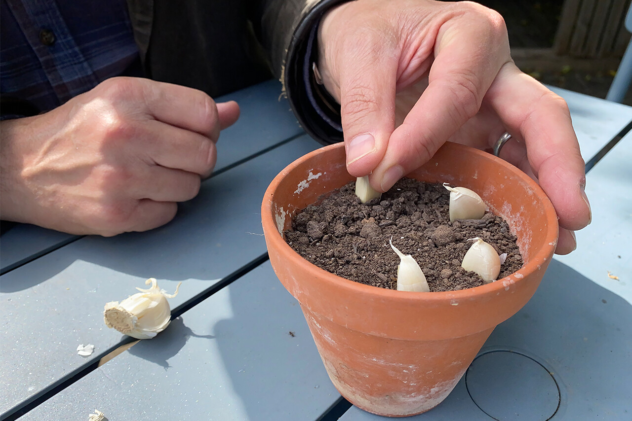 Push the individual garlic into the compost around the edge of the pot.